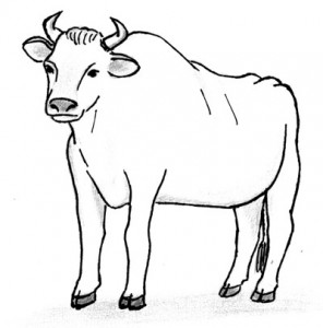 Bull